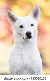 Canaan Dog In Park 