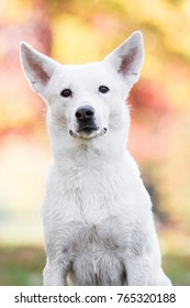 Canaan Dog In Park 