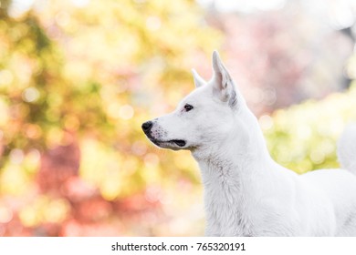 Canaan Dog In Park 