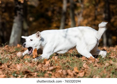 Canaan Dog In Park 