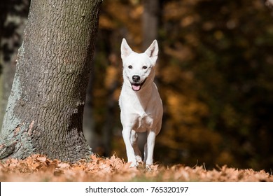 Canaan Dog In Park 