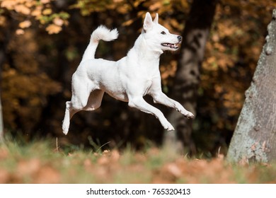 Canaan Dog In Park 