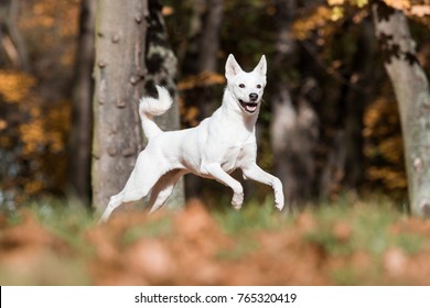 Canaan Dog In Park 