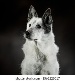 Canaan Dog Portrait Shot In Studio On A Dark Grey Background