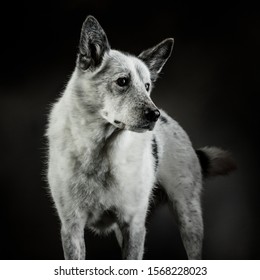 Canaan Dog Portrait Shot In Studio On A Dark Grey Background