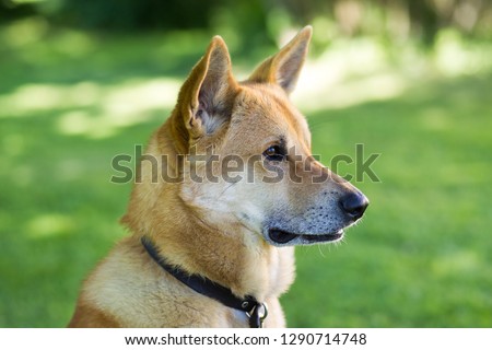 Canaan dog rare breed