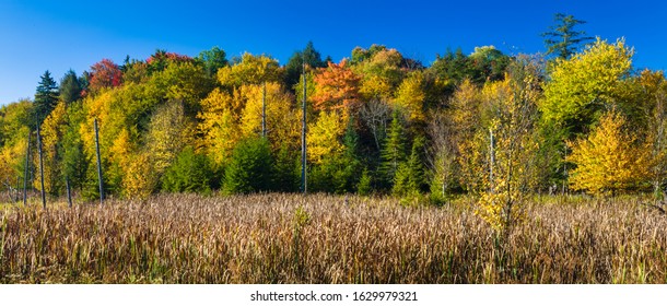 Canaan Valley State Park, WV