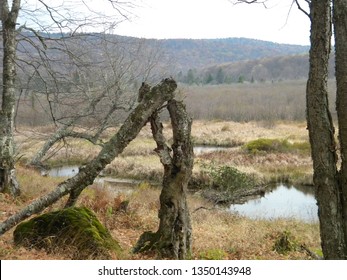 Canaan Valley Wildlife Refuge, WV