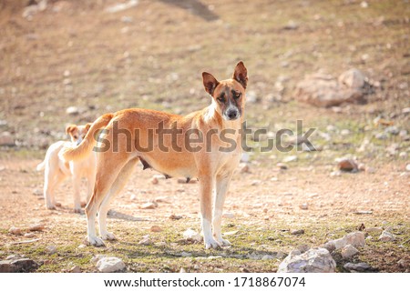 The Canaanite dog (Baladi in Palestine) is a rare ancient breed of one of the ancient breeds of grazing dogs for thousands of years in the regions of Asia, the Middle East and Egypt. It is attributed 