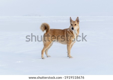 Canaanite dog on a walk on Lake Baikal.