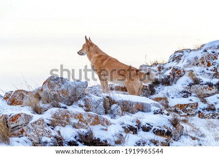 Canaanite dog in winter on Lake Baikal.