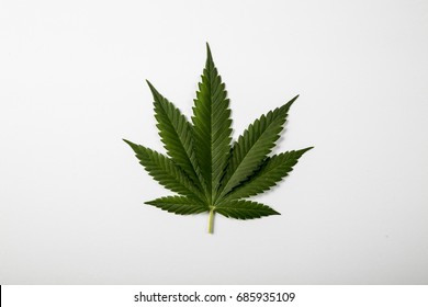 A Canabis Leaves