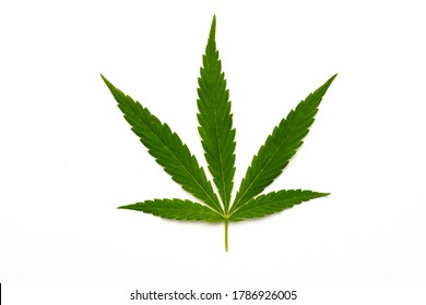 Canabis Marijuana Leaf Sativa Weed Hemp Hash Leafs