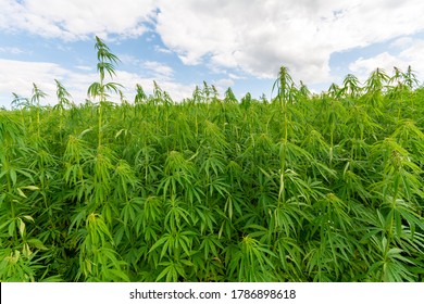 Canabis On Marijuana Field Farm Sativa Weed Hemp Hash Plantation