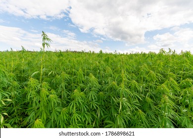 Canabis On Marijuana Field Farm Sativa Weed Hemp Hash Plantation