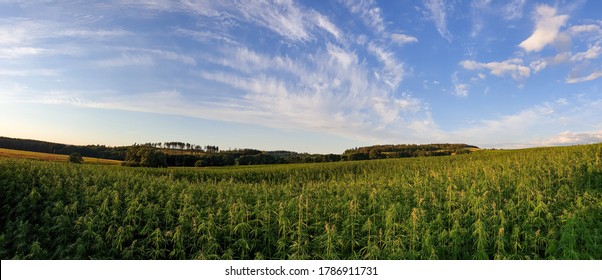 Canabis On Marijuana Field Farm Sativa Weed Hemp Hash Plantation Panorama