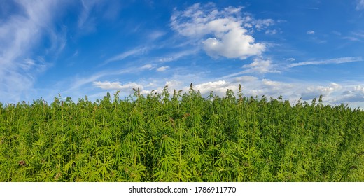 Canabis On Marijuana Field Farm Sativa Weed Hemp Hash Plantation Panorama