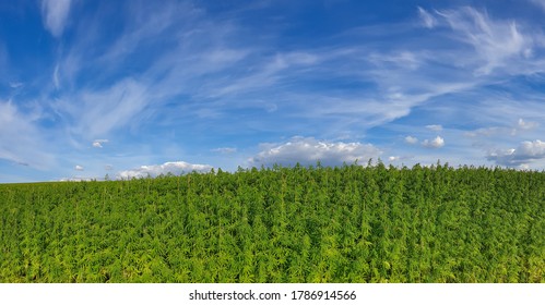 Canabis On Marijuana Field Farm Sativa Weed Hemp Hash Plantation Panorama
