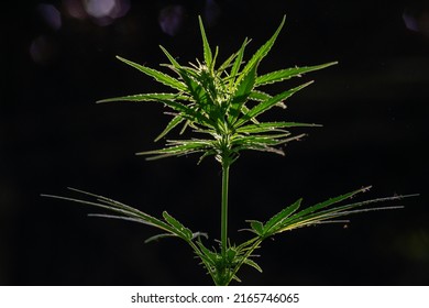 Canabis Plant Topshot On Black, Large Indica Plant Sativa Canabis Beautiful Background Of The Theme Of Legalization And Medical Hemp In The World, Sunset, Thai Canabis Marijuana  Plant Agriculture