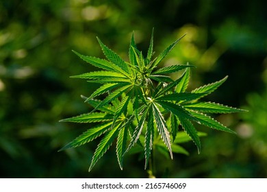 Canabis Plant Topshot On Black, Large Indica Plant Sativa Canabis Beautiful Background Of The Theme Of Legalization And Medical Hemp In The World, Sunset, Thai Canabis Marijuana  Plant Agriculture