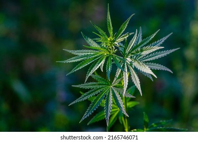 Canabis Plant Topshot On Black, Large Indica Plant Sativa Canabis Beautiful Background Of The Theme Of Legalization And Medical Hemp In The World, Sunset, Thai Canabis Marijuana  Plant Agriculture