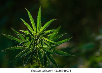 Canabis Plant Topshot On Black, Large Indica Plant Sativa Canabis Beautiful Background Of The Theme Of Legalization And Medical Hemp In The World, Sunset, Thai Canabis Marijuana  Plant Agriculture