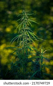 Canabis Plant Topshot On Black, Large Indica Plant Sativa Canabis Beautiful Background Of The Theme Of Legalization And Medical Hemp In The World, Sunset, Thai Canabis Marijuana Plant Agriculture