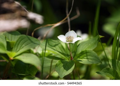 Canada Anemone - Nemone Canadensis