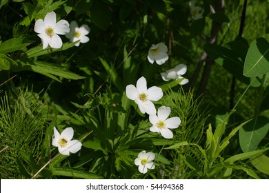 Canada Anemone - Nemone Canadensis