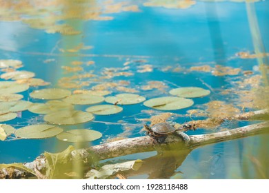 Canada Aquatic Animals Summer Background. Forest Pond Painted Turtle Resting On Wood Log In The Sun Next To Water Lillies.