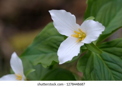Canada, British Columbia, Vancouver Island. Western Trillium (Trillium ovatum)