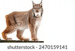 Canada or Canadian lynx - Lynx canadensis - a medium sized wild cat with long, dense fur, triangular ears with black tufts at the tips, and broad, snowshoe like paws. Isolated on white background