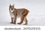 Canada or Canadian lynx - Lynx canadensis - a medium sized wild cat with long, dense fur, triangular ears with black tufts at the tips, and broad, snowshoe like paws. Isolated on white background