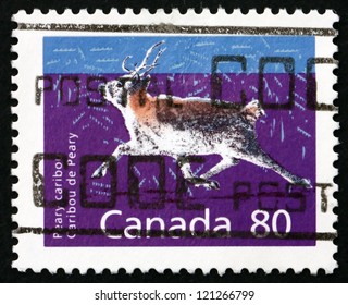 CANADA - CIRCA 1990: A Stamp Printed In The Canada Shows Peary Caribou, Rangifer Tarandus Pearyi, Animal, Circa 1990