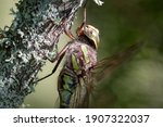 A Canada Darner dragonfly perched on a tree.