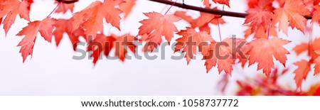 Canada Day maple leaves background. Symbol picture for Canada Day 1st July. Happy Canada Day real maple leaves in shape of Canadian Flag. Branch with maple leaves. Best picture of maple leaves.
