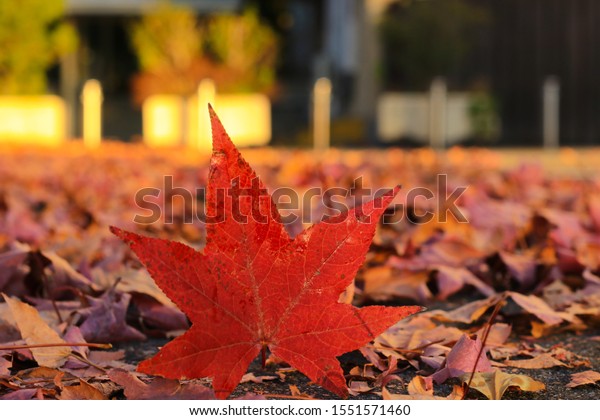 Canada Day maple leaves background. Symbol picture\
for Canada Day 1st July. Happy Canada Day real maple leaves in\
shape of Canadian Flag. Branch with maple leaves. Best picture of\
maple leaves