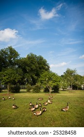 Canada Geese