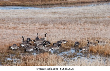 Canada Geese