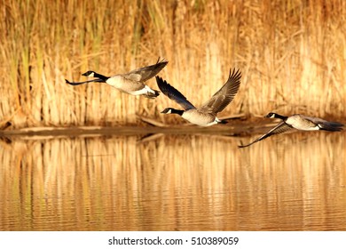 Canada Geese