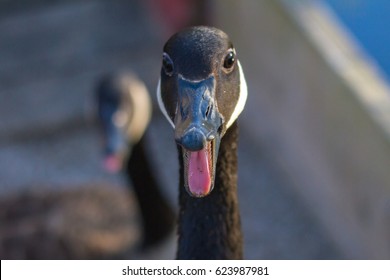 Canada Geese