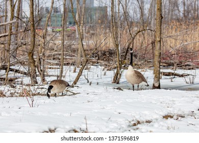 Canada geese arriving early in Quebec, Canda with snow still on the ground. - Shutterstock ID 1371596819