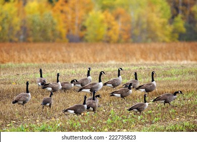 Canada geese, Branta canadensis, in an agricultural field during fall south migration