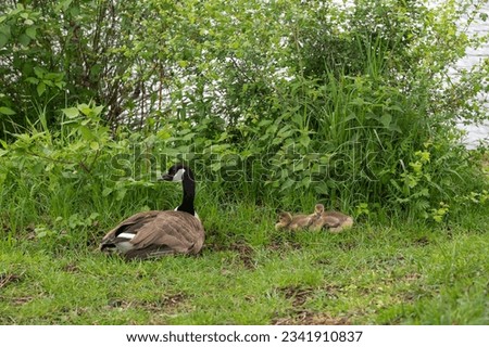 Canada geese ( Branta canadensis ) chicks with a goose in the green grass in the wild
