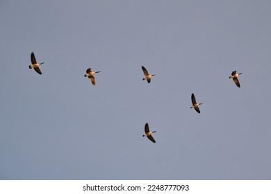 Canada Geese (Branta canadensis) in flight over Tiny Marsh during early Spring