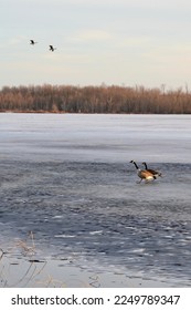 Canada Geese (Branta canadensis) in flight and walking on ice at Tiny Marsh during early Spring