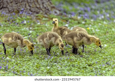 Canada Geese (Branta canadensis) Goslings of canadian geese in the meadow - Powered by Shutterstock