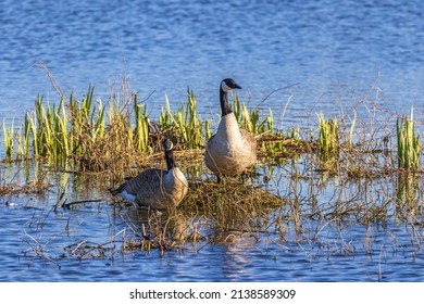 Canada Geese By The Nest