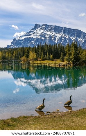Image, Stock Photo Mountain lake shore with reeds and water reflection