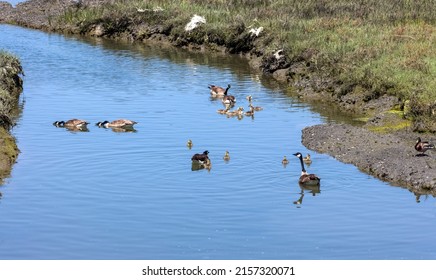 Canada Geese Community Out For A Swim On A Sunny Spring Day In Newport Beach California